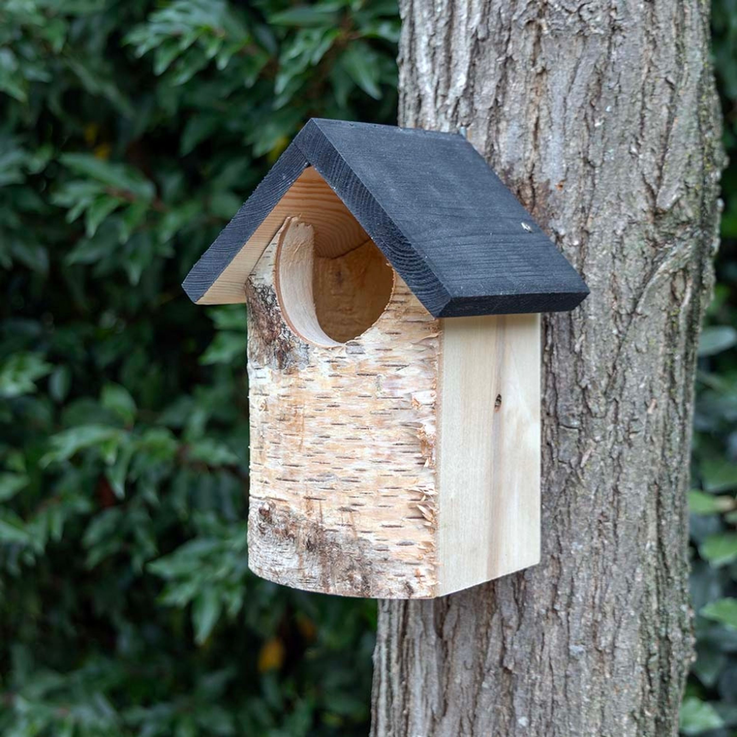 Birken-Nistkasten „Kingston“ halboffen | Vogelhaus Birkenholz | CJ Wildlife